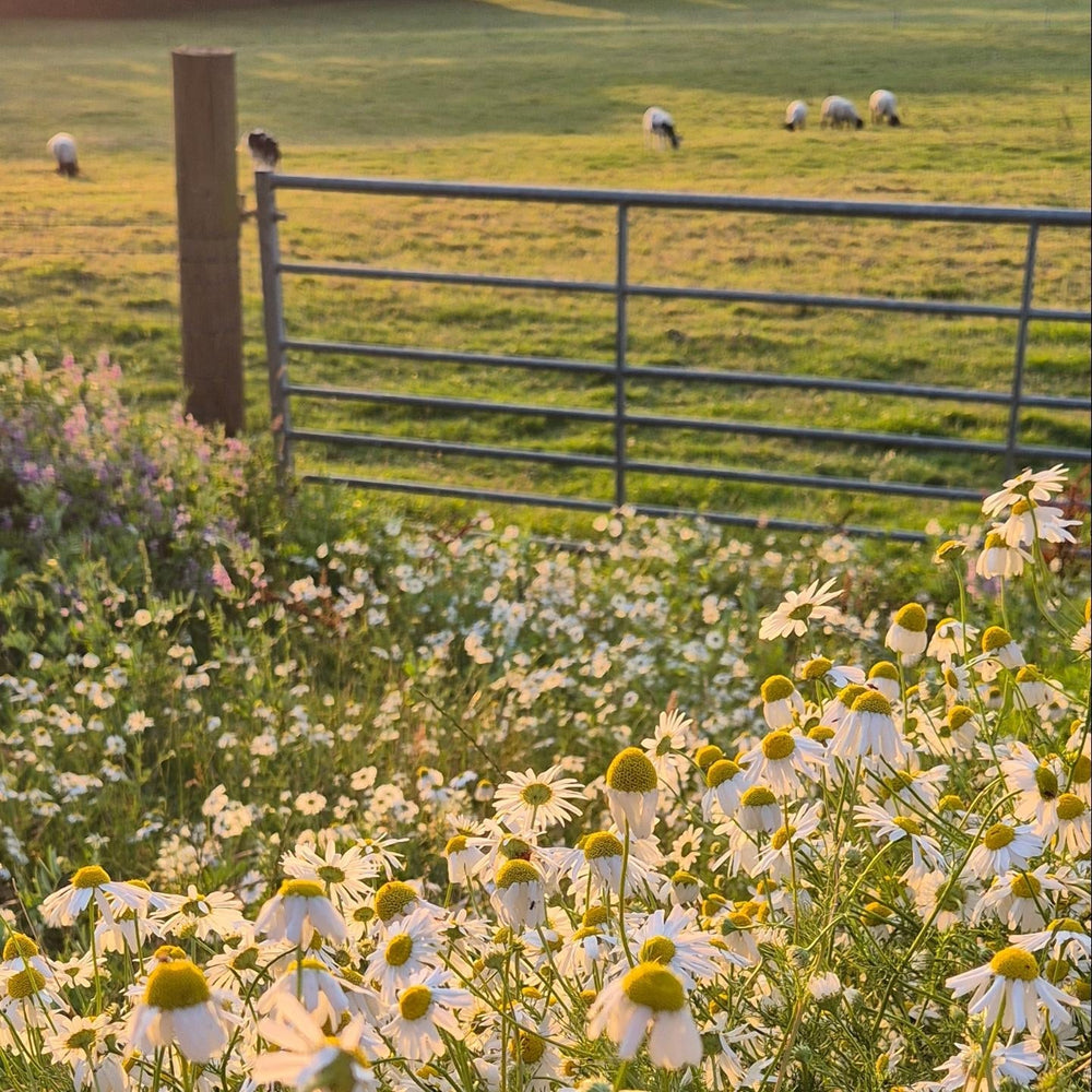 Chamomile Essential Oil: Ancient Herb, Modern Healing