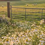 Chamomile Essential Oil: Ancient Herb, Modern Healing