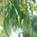 The Magic of Eucalyptus Essential Oil