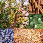 Top 5 Essential Oils to Use in Autumn