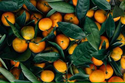 Mandarin, the ‘gold’ of essential oils…