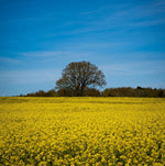Natural Remedies for Hayfever Symptoms: A Holistic Approach