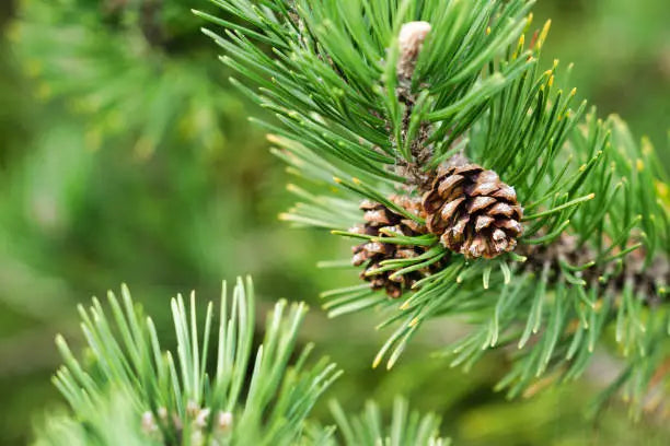 The Power of Pine Essential Oil