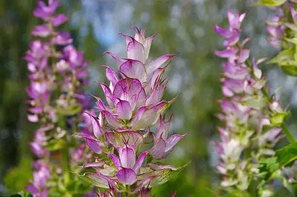 Clary Sage: Mystic Marvel