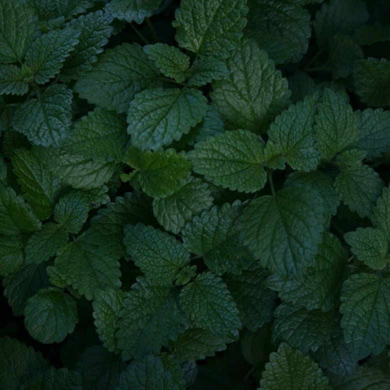 5 Aromatic Plants to Grow in Your Garden