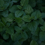 5 Aromatic Plants to Grow in Your Garden