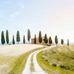 Cypress Essential Oil: Nature’s Silent Strength
