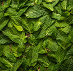 Mint Essential Oil: A Timeless Classic in Aromatherapy